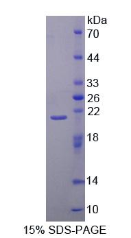 Recombinant Heat Shock 40kDa Protein 2 (HSPF2)