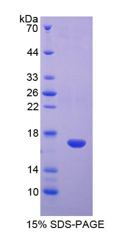 Recombinant Disabled Homolog 1 (DAB1)