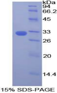 Recombinant Dedicator Of Cytokinesis 1 (DOCK1)