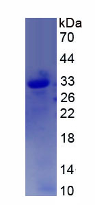 Recombinant Proteasome Subunit Alpha Type 4 (PSMa4)