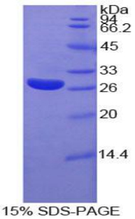 Recombinant Cysteine Rich Protein, Angiogenic Inducer 61 (CYR61)