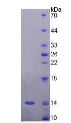 Recombinant Corin (CRN)