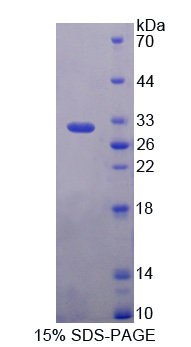 Recombinant Cadherin EGF LAG Seven Pass G-Type Receptor 3 (CELSR3)