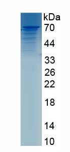 Recombinant Desmocollin 3 (DSC3)