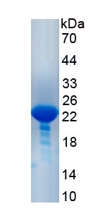 Recombinant Dipeptidyl Peptidase 9 (DPP9)