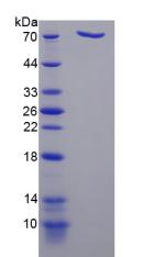 Recombinant Dipeptidyl Peptidase 9 (DPP9)
