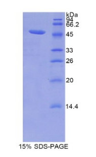 Recombinant Lipocalin 12 (LCN12)