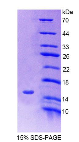 Recombinant Solute Carrier Family 30, Member 3 (SLC30A3)