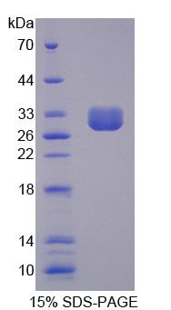 Recombinant Chloride Channel Accessory 1 (CLCA1)