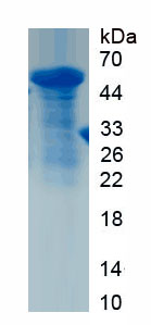 Recombinant Cereblon (CRBN)