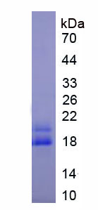 Recombinant Cereblon (CRBN)