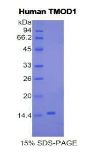 Recombinant Tropomodulin 1 (TMOD1)