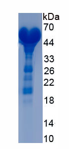 Recombinant Hepatocyte Nuclear Factor 1 Alpha (HNF1a)