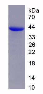 Recombinant Thyroid Transcription Factor 1 (TITF1)