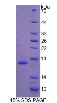 Recombinant WNT1 Inducible Signaling Pathway Protein 1 (WISP1)