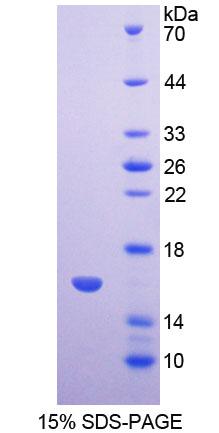 Recombinant WNT1 Inducible Signaling Pathway Protein 1 (WISP1)