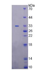 Recombinant Uromodulin (UMOD)