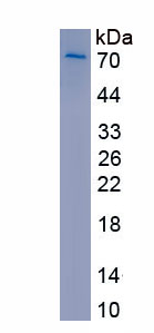 Recombinant Uromodulin (UMOD)