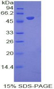 Recombinant Interferon Alpha 8 (IFNa8)