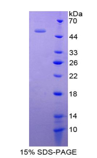 Recombinant Interferon Alpha 5 (IFNa5)