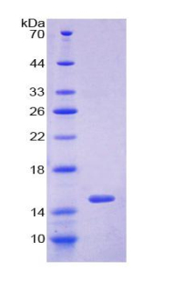 Recombinant Glutaredoxin (GLRX)