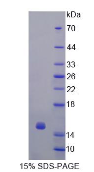 Recombinant Glutaredoxin (GLRX)