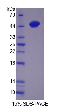 Recombinant Alpha-Tocopherol Transfer Protein (TTPa)