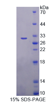 Recombinant Toll Like Receptor Adaptor Molecule 1 (TICAM1)