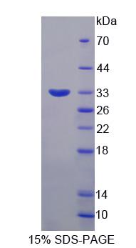 Recombinant Synaptotagmin Like Protein 2 (SYTL2)