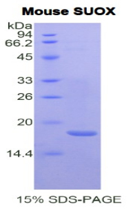 Recombinant Sulfite Oxidase (SUOX)