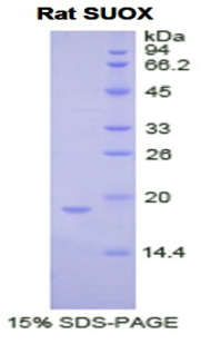 Recombinant Sulfite Oxidase (SUOX)