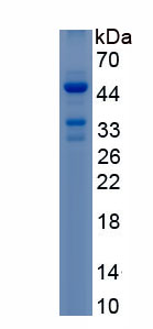 Recombinant Sulfatase 1 (SULF1)