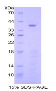 Recombinant Signal Transducing Adaptor Protein 1 (STAP1)