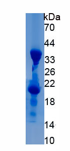 Recombinant Serine Peptidase Inhibitor Kazal Type 5 (SPINK5)