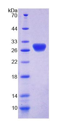 Recombinant Retbindin (RTBDN)