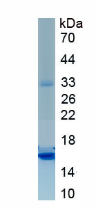 Recombinant RalA Binding Protein 1 (RALBP1)