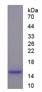 Recombinant RalA Binding Protein 1 (RALBP1)