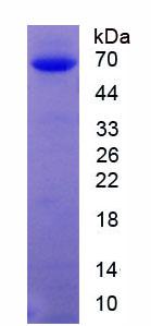 Recombinant Protein Kinase, cGMP Dependent Type II (PRKG2)