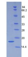 Recombinant Periostin (POSTN)