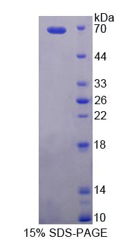 Recombinant Prenylcysteine Oxidase 1 (PCYOX1)