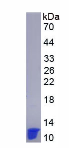 Recombinant Poly A Binding Protein Cytoplasmic 1 (PABPC1)