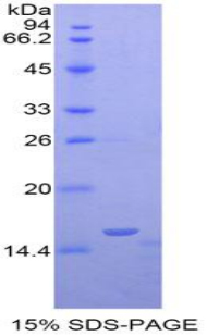 Recombinant Oncomodulin (OCM)