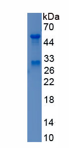RPH555Hu01.jpg
