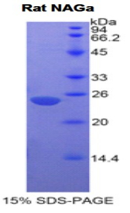 Recombinant N-Acetylgalactosaminidase Alpha (NAGa)