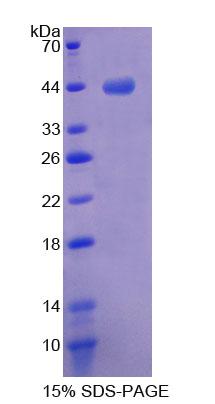 Recombinant Myotrophin (MTPN)