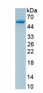 Recombinant Mesothelin (MSLN)