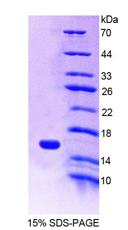 Recombinant Melanoma Inhibitory Activity Protein 1 (MIA1)