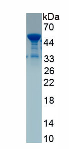 Recombinant MYC Associated Factor X (MAX)