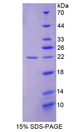 Recombinant Mannose-6-Phosphate Receptor (M6PR)