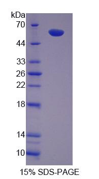 Recombinant IL2 Inducible T-Cell Kinase (ITK)